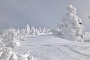 東北雪季樹冰大探險