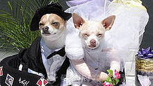 秘鲁首都利马举办狗狗集体婚礼
