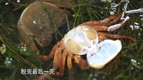线上看 大闸蟹五次上演“金蝉脱壳” (2015) 带字幕 中文配音
