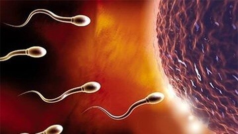 精子进入女人体内全过程 undefined undefined