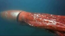 4米长巨型乌贼现身日本海港 形似潜艇吓呆众人