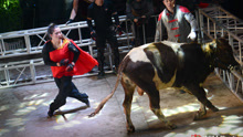 女大学生摔翻330公斤大牛