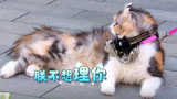 《萌宠小大人》幕后：【马苏】人生最尴尬的事就是遛猫