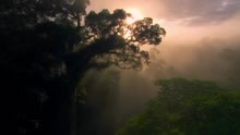 大自然在说话 – 凯文·史派西《雨林》