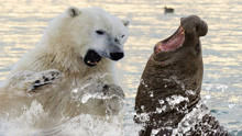 饥饿的北极熊寻找食物，看到海象后疯狂攻击，镜头记录全过程！