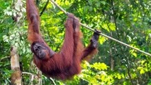 婆罗洲热带雨林乘船，寻找人类近亲红毛大猩猩
