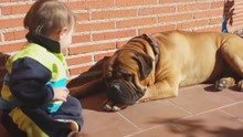 宝宝和狗狗偷偷亲吻