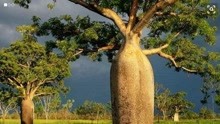 非洲干旱地区的瓶子树