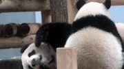 熊貓媽媽帶娃累到生無可戀，香香趁機撒嬌吃奶，背影萌得一塌糊塗