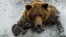 能与北极熊分上下的棕熊，到哪都是危险信号，老虎遇到它也会怕