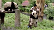 大熊猫为了讨口吃的，站起来和奶爸跳舞：说好的不许成精呢？