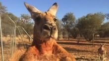 遗憾！澳大利亚袋鼠“罗杰”去世 终年12岁