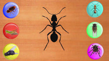 认识蚂蚁等6种昆虫，媛媛识动物