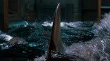 深海狂鲨：当你和巨型狂鲨同时被关在小屋子该怎么办？！