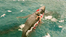 女孩为躲避鲨鱼的追击，爬到了鲸鱼的尸体上，而鲨鱼却不肯放过她