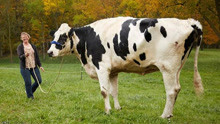 世界最大的公牛，深受母牛追捧，中国网友：多少钱一斤？