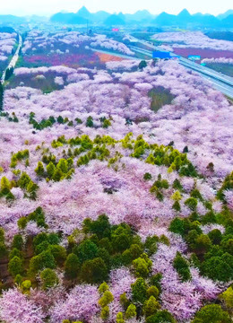 貴州櫻花海