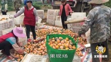 30000斤茂谷柑，收购价2块8一斤，什么样的果品才得这个价？