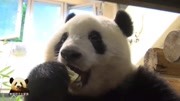 熊貓香香喝完盆盆奶，嘴都沒擦，又拿起竹筍津津有味地吃起來