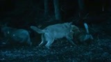 血狼犬：狗主被狼围攻，数十只忠犬前来营救，场面壮观