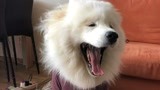 你以为犯困是人类的事情么？狗子犯困起来更无奈