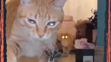 猫咪也要靠抓蚊子获得呼吸权了