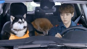 Watch the latest Hero Dog (Season 3) Episode 16 online with English subtitle for free English Subtitle
