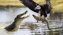 老鹰VS鳄鱼，不料“水中霸主”被算计，镜头拍下老鹰奸诈一面