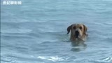 《神犬小七第2季》厉害了我的拉布拉多!为了救主人竟然在海上游泳