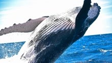 日本竟组织小学生看杀鲸！如此残忍，难怪同日有人纵火致35人死亡