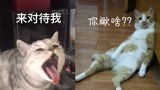 你个蠢主人我凶起来吓死你