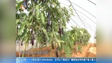 茄子树“两米高"亩产3万斤 15年持续开花结果