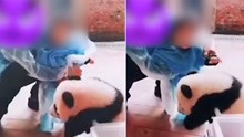 幼童抚摸熊猫幼崽 重庆市动物管理局：饲养员违规将严肃处理