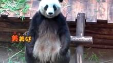 熊猫欢欢坐木梯上一动不动萌翻天，面壁思过的样子更让人哭笑不得