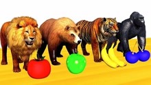 狮子熊老虎吃水果变色