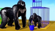 黑猩猩熊吃水果变色