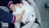 龙拳小子：林秋楠太可爱，上学还得背一只兔子，太逗了！