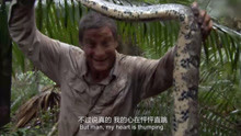 荒野求生：贝爷发现一条蟒蛇，上去先抓住它的尾巴！他胆子真大！