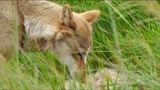 狼图腾：狼群食物短缺猎捕牲畜，却遭到了人类的报复！