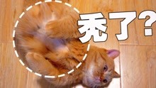 [图]两短腿橘猫打闹导致胸毛没了？真相竟是……