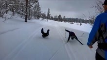 男子滑雪，溅得松鸡一身雪，松鸡当场发怒飞奔攻击男子