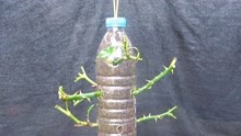 剪几根月季枝条插瓶里，一个月长根，2个月长满芽