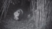 罕见！野生大熊猫叼着幼崽在竹林穿行
