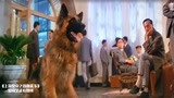 上海皇帝：杜月笙被绑，竟是家里的狗救了他，这条狗没白养啊！