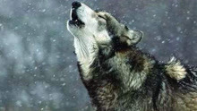 野猪母亲为了保护幼崽，孤身引走了狼群，结果成了狼群的食物