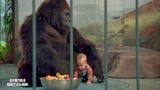 小鬼当街：三个笨贼偷宝宝，宝宝爬进动物园，被猩猩一巴掌拍天上