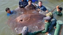Top5世界上最大的淡水鱼，巨型黄貂只能排末位，很多已经濒危！