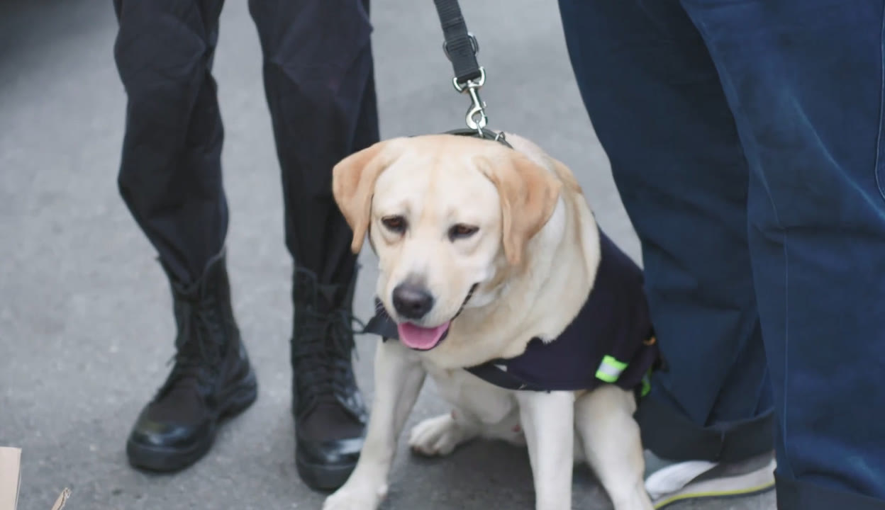 警犬樱桃的真主人照图片