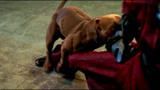 新乌龙院：两忍者被狗发现，男子拿出母狗照片，小狗抱着他腿耸动