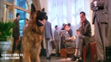 上海皇帝：杜月笙被绑架，居然是家里的狗救了他，这狗真没白养啊